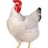 poulete62