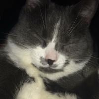 Juju_le_parrain_sympa