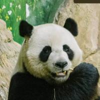 PandaMalin