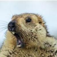 MaRmoTTe