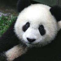 Pandi-panda