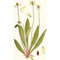 Plantain
