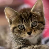 Kitty