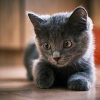Chaton