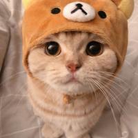 Bonjour