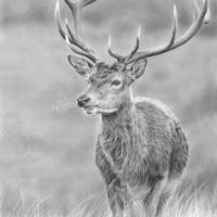 profil du parrain guiguiguilome