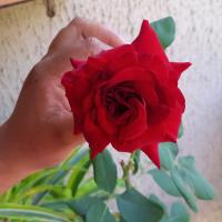 Lauriane