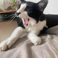 CHAT-KIRA
