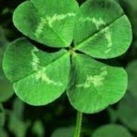 Parrain_Gold