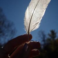 Plume