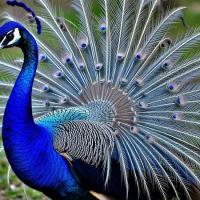 profil du parrain Honeey