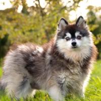 profil du parrain Noah