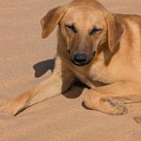 profil du parrain Mimil