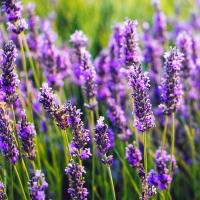 profil du parrain Ahlem