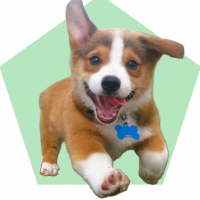 profil du parrain lapinos86