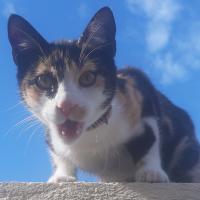 profil du parrain Furiosa