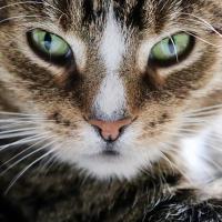 profil du parrain Sdcard954