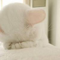 profil du parrain Reyvax