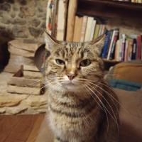 profil du parrain Sary