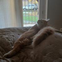 profil du parrain NonoRobert