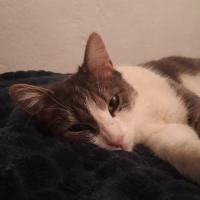 profil du parrain Faon