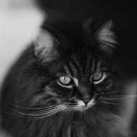 profil du parrain Chris63