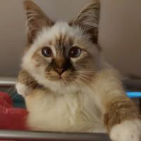 profil du parrain Nestorrr