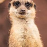 profil du parrain Domam