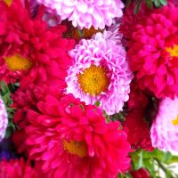 profil du parrain Goyave