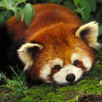 profil du parrain Digo