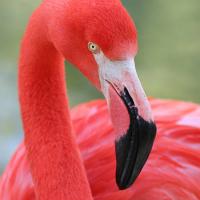 profil du parrain dcdr44