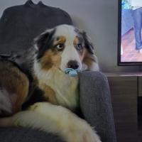 profil du parrain Thibaut540