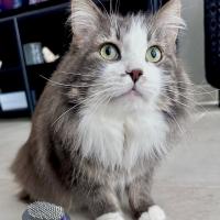 profil du parrain Elli