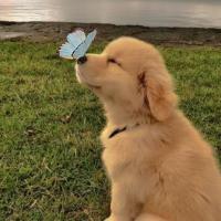 profil du parrain Lullabyye