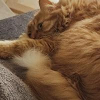 profil du parrain Tom63