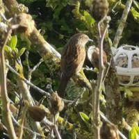 profil du parrain Dolies14