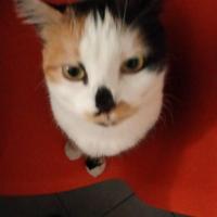 profil du parrain yokokinai