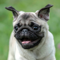 profil du parrain kerobero