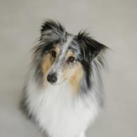 profil du parrain artermrol