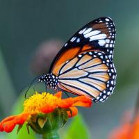 profil du parrain Kalpy