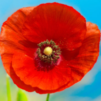 profil du parrain Biket