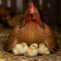 profil du parrain cindoubidou