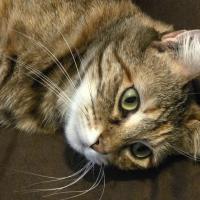 profil du parrain Fantasystorm